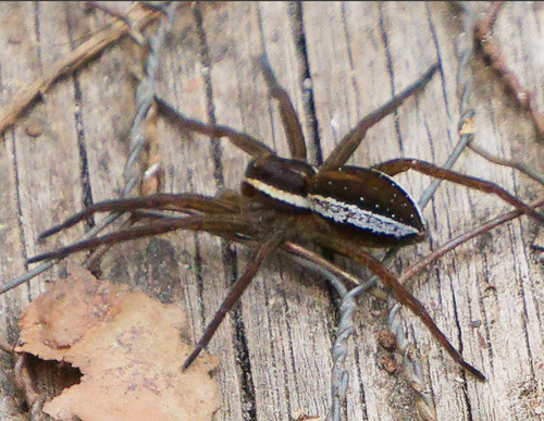 Raft Spider