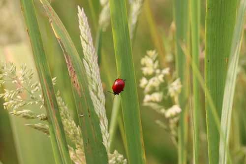 Poplar Leaf Beetle