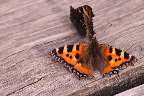 Small Tortoiseshell