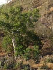 Eucalyptus alba