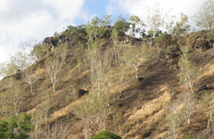 Eucalyptus alba