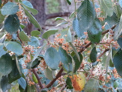 Cercocarpus macrophyllus