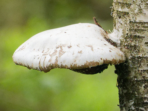birch polypore