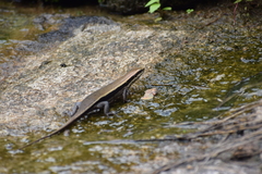 Eutropis madaraszi