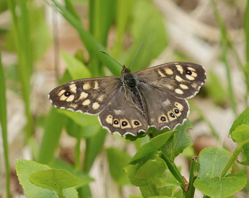 Speckled Wood