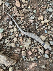 Cyclodomorphus gerrardii