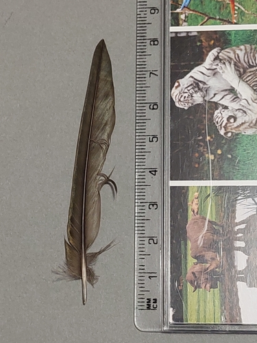Common Swift