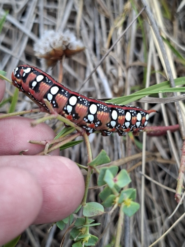 Leafy Spurge Hawkmoth