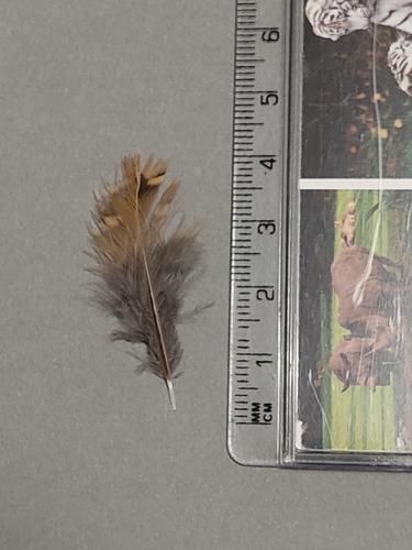 Common Quail