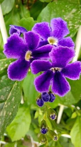 Skyflower