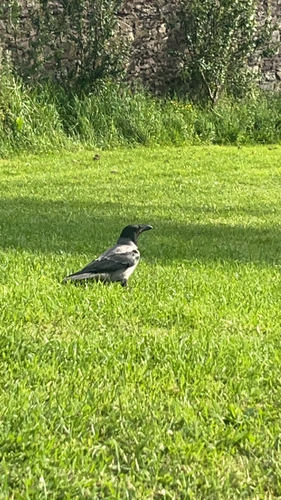 Hooded Crow