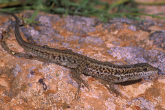 Ophisops occidentalis