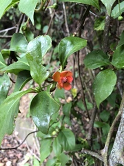 Schisandra arisanensis