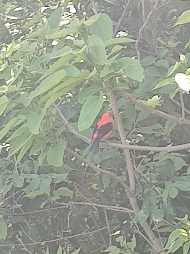 Scarlet Tanager