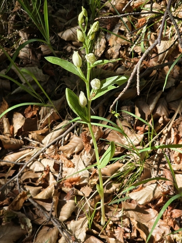 white helleborine