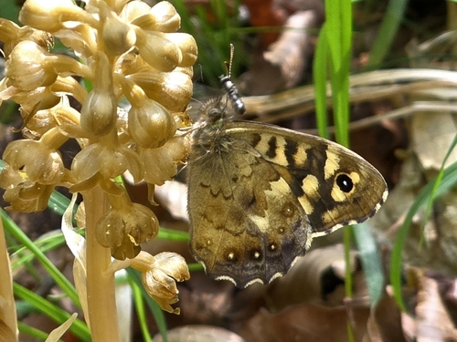 Speckled Wood