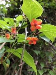 Schisandra arisanensis