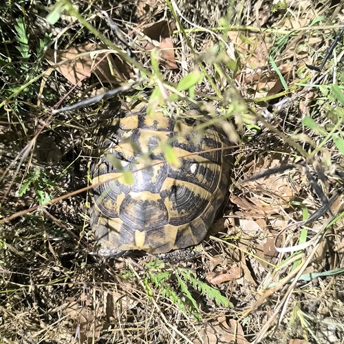 Hermann's Tortoise