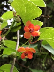 Schisandra arisanensis