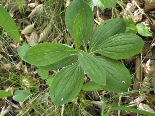 Martagon Lily
