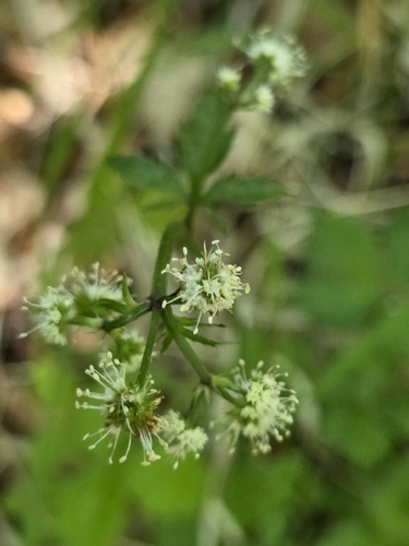 wood sanicle