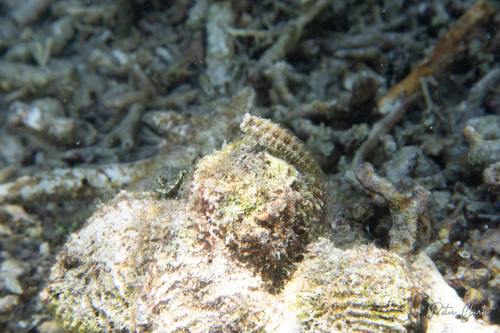 Salarias guttatus observed 2026-05-22