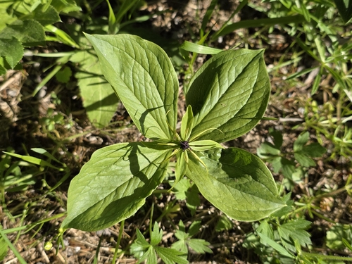 Herb Paris