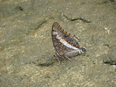 Charaxes saturnus saturnus
