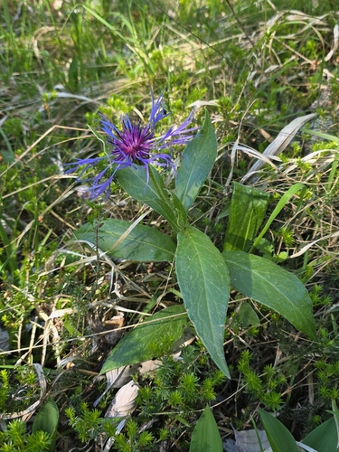 Perennial Cornflower