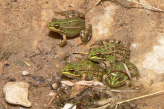 Pelophylax saharicus