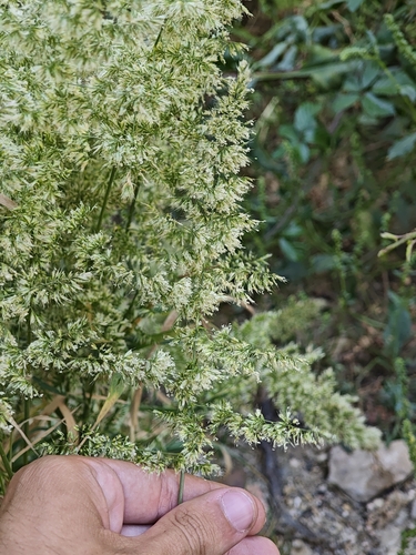 Trisetaria panicea observed 2026-05-29