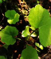 Hydrocotyle sibthorpioides