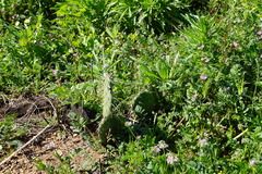 Opuntia oricola