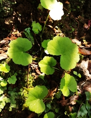 Hydrocotyle sibthorpioides