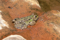 Pelophylax saharicus