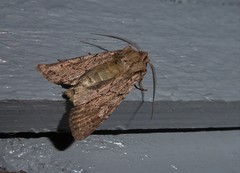 Ichneutica averilla