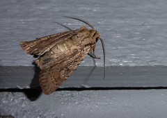 Ichneutica averilla