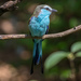 Racket-tailed Roller - Photo (c) Kevin McGee, some rights reserved (CC BY-NC-SA)