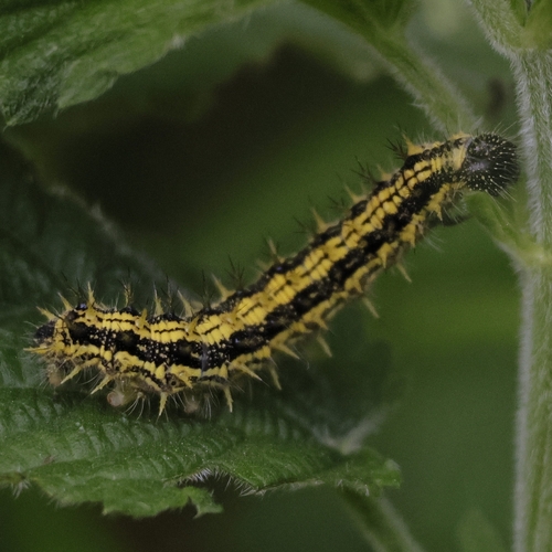 Small Tortoiseshell
