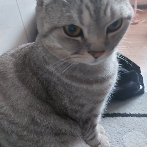 Domestic Cat