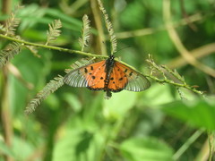 Acraea neobule neobule