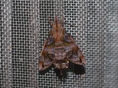 Macroglossum pyrrhosticta