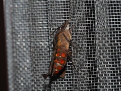 Macroglossum pyrrhosticta