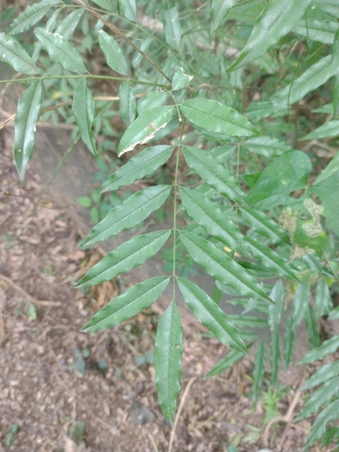 Lonchocarpus nitidus, photograph 6