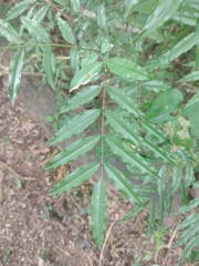 Lonchocarpus nitidus, photograph Ezequiel Racker, CC BY, iNaturalist via GBIF