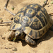 Mesopotamian Tortoise - Photo (c) Roberto Sindaco, some rights reserved (CC BY-NC-SA), uploaded by Roberto Sindaco