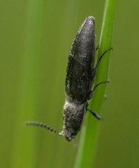 Cidnopus