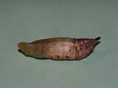 Macroglossum pyrrhosticta