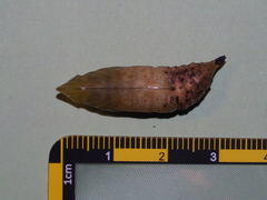 Macroglossum pyrrhosticta