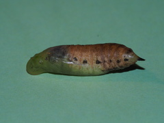 Macroglossum pyrrhosticta